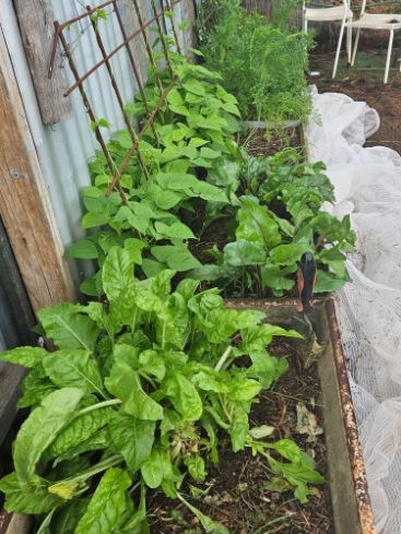 A row of green plants growing in a garden.