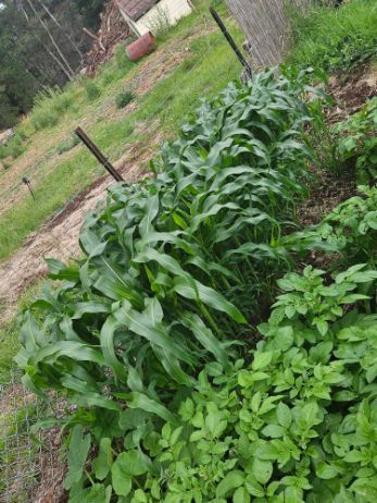 A row of green plants growing in a garden.