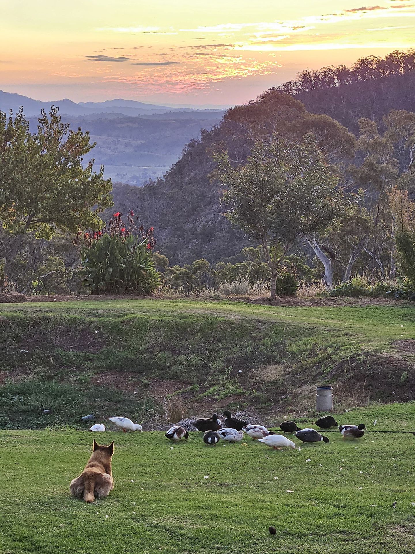 Dog sitting on green grass, watching ducks gather. Mountains and sunrise in background.