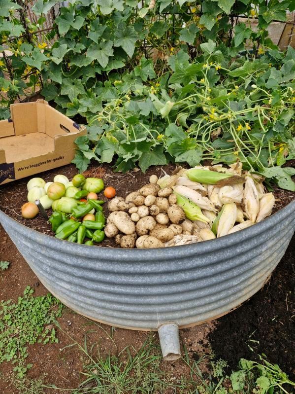 Harvested vegetables: potatoes, peppers, tomatoes, and corn in a metal container garden.