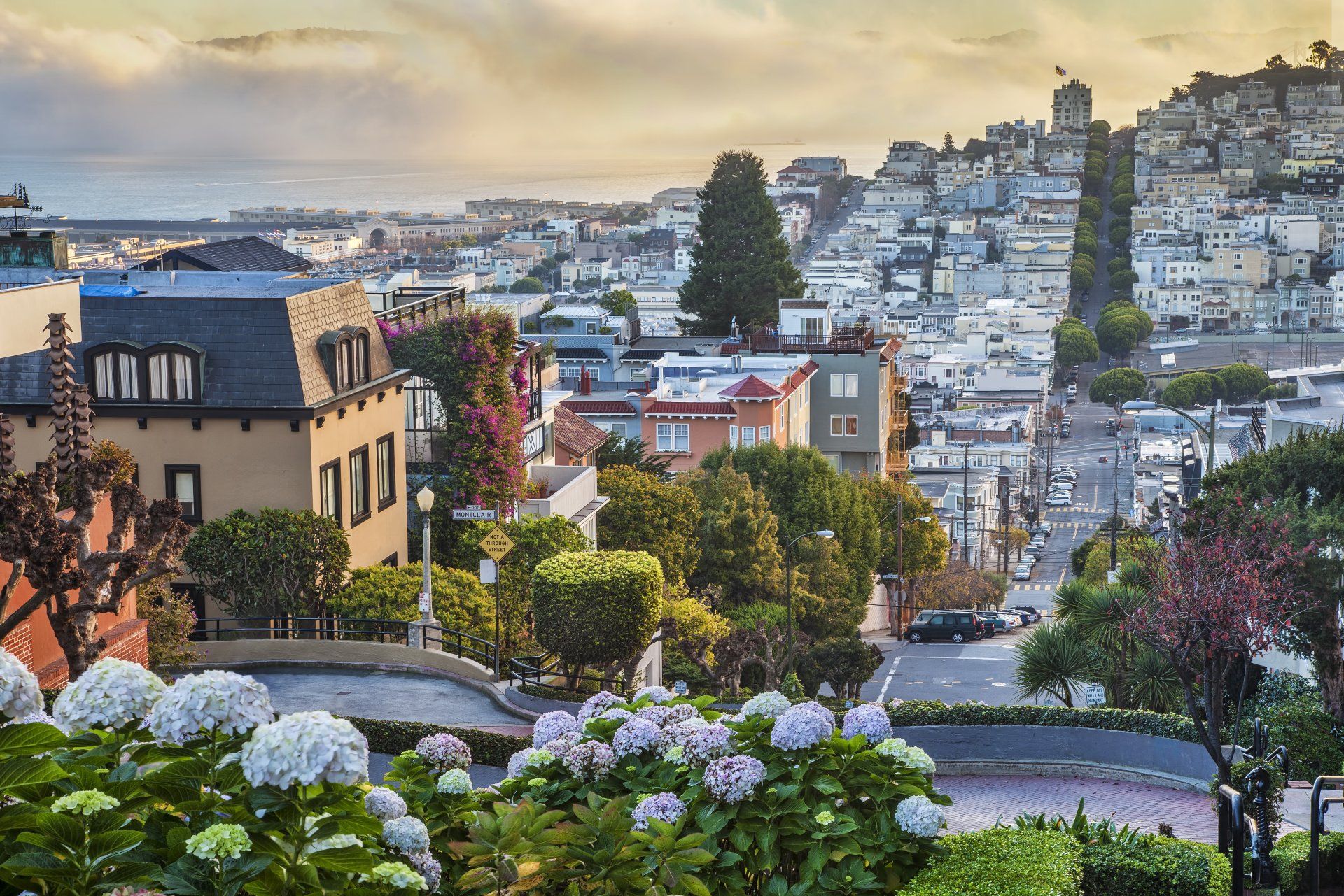 A view of a city from a hill with flowers in the foreground.