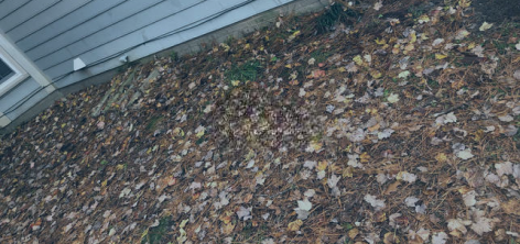 A pile of leaves on the ground in front of a house.