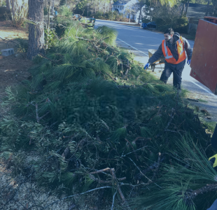 A man is standing next to a pile of pine branches.