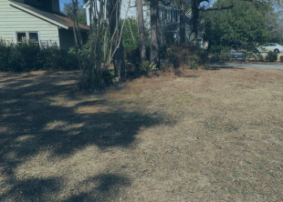 A lawn with a house in the background and trees in the foreground.
