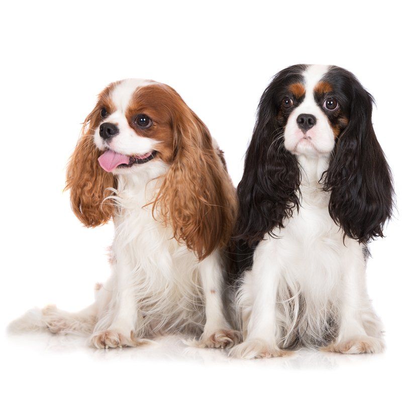 Two King charles Spaniel Dogs Sitting Together