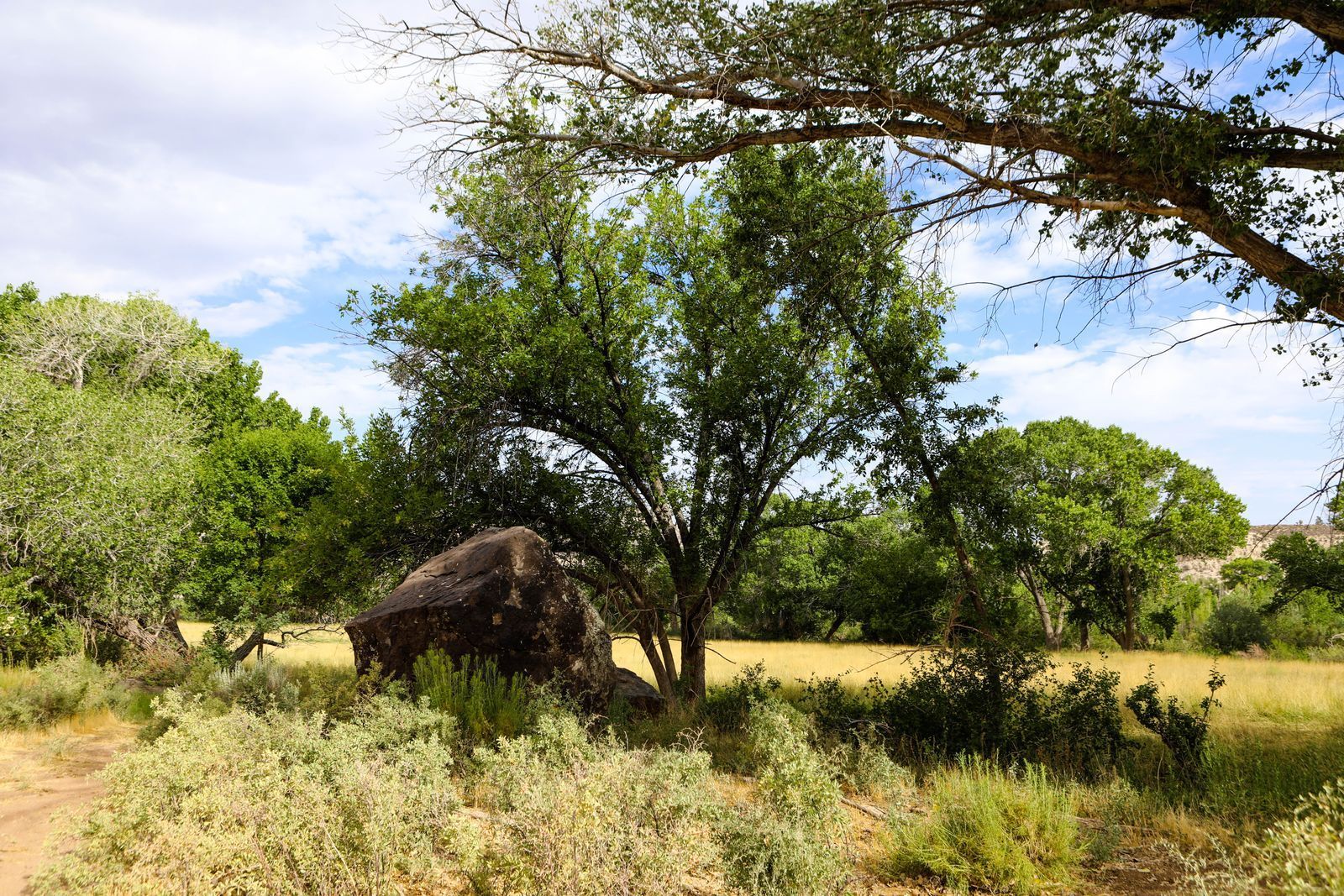 Wooden fence in a grassy field, trees in background, sunny day.