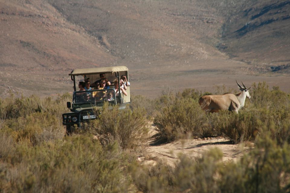 A group of people are riding in a jeep in the desert next to a gazelle.