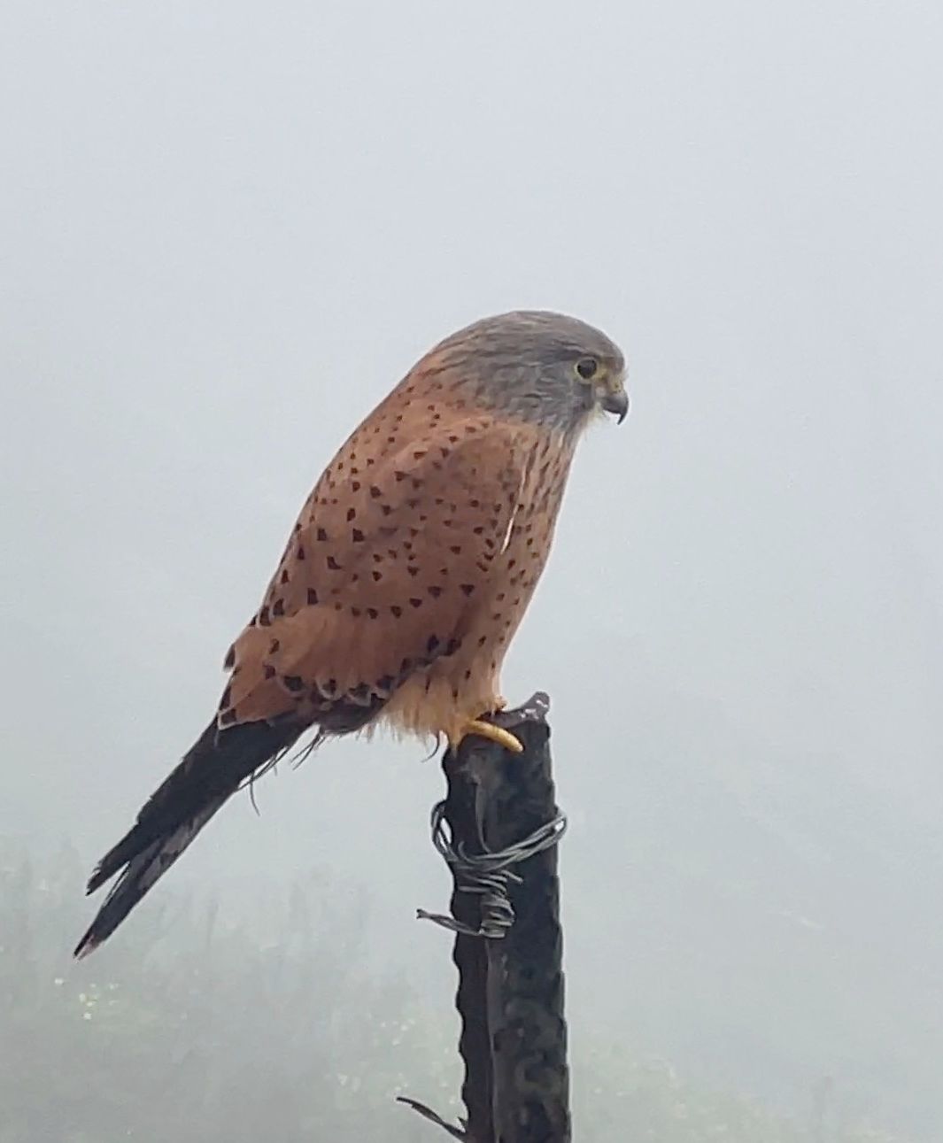 A common kestrel perched on a weathered post wrapped in barbed wire, gazing into the misty surroundings. The kestrel's striking plumage features a rusty-brown back with black spots, a grayish head, and a sharp, hooked beak. The background is foggy, creating a serene and mysterious atmosphere. This bird of prey was spotted during a bird-watching guided hike by Muki Venture, offering nature enthusiasts a chance to observe raptors in their natural habitat.