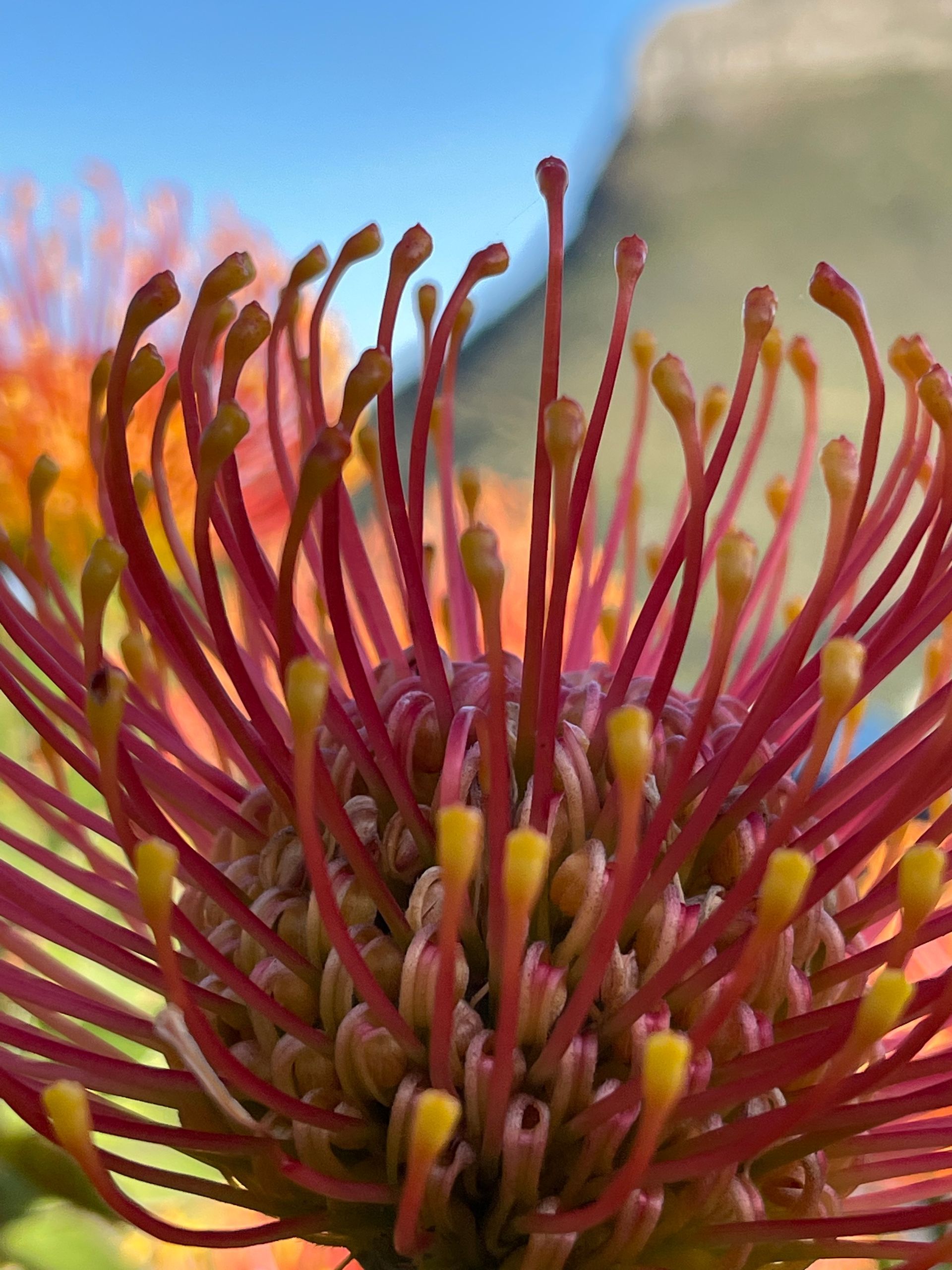 Red Pincushion Protea