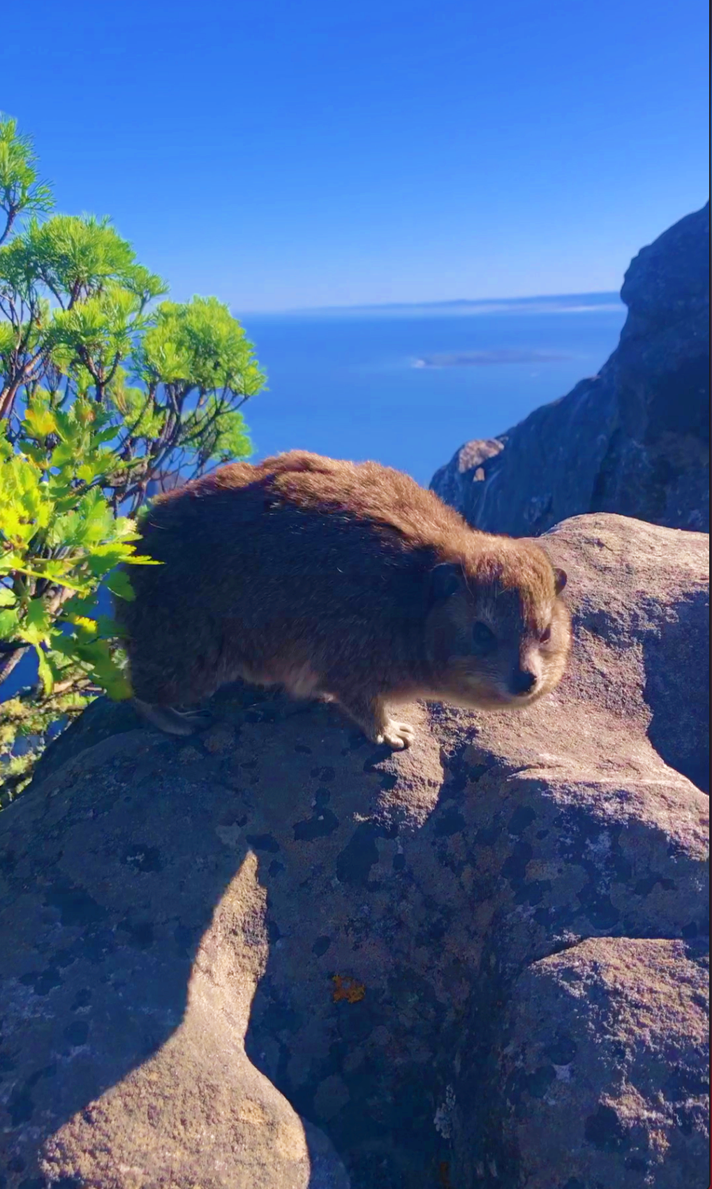 rock hyrax, also known as the dassie.   Despite its unassuming appearance, this small mammal holds a