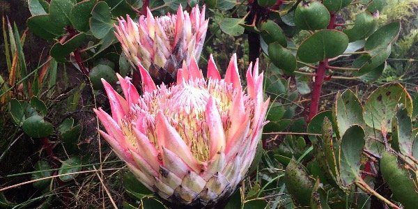 Protea-Pflanze