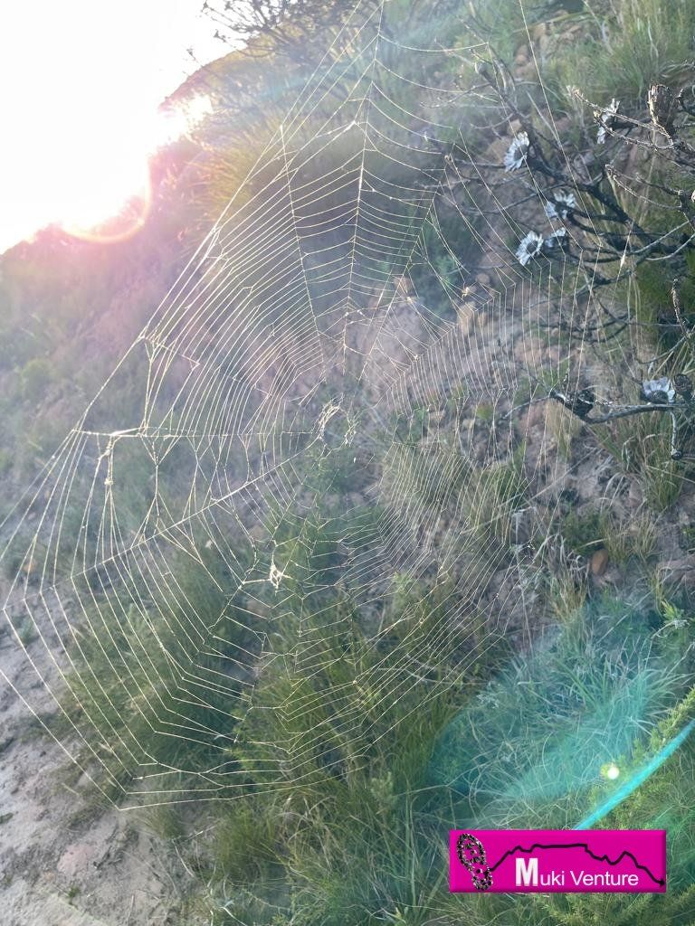 spider web on Table Mountain