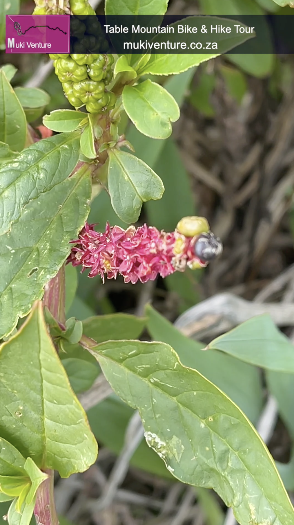 Tropical pokeweed