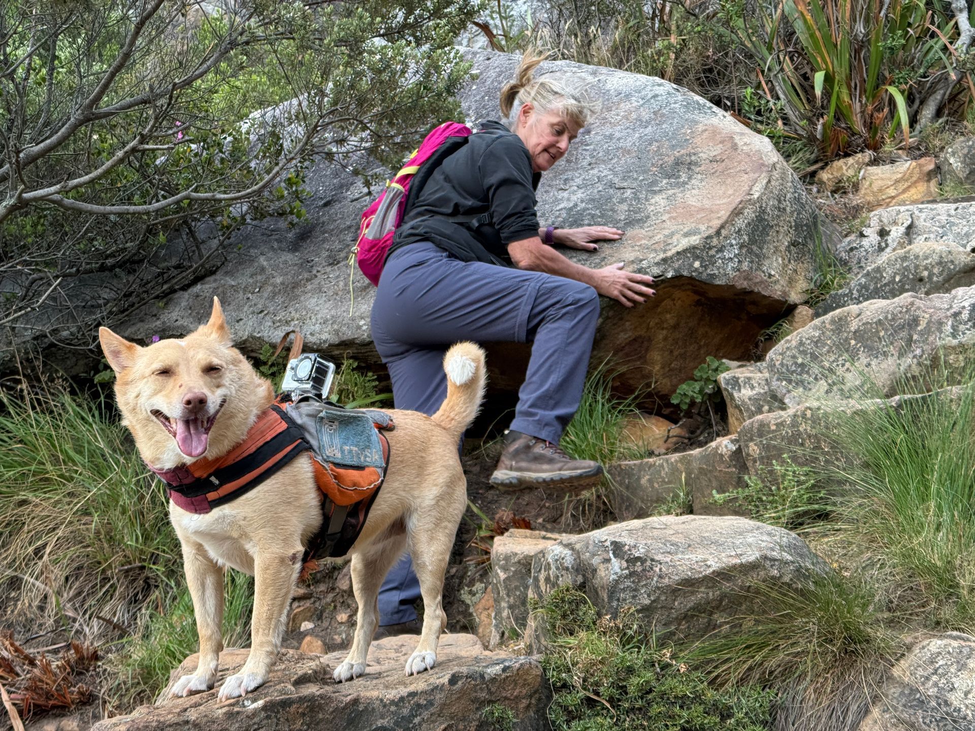 A hiker scaling the rocky steps of Platteklip Gorge with a dog in front, looking determined on the challenging hike."