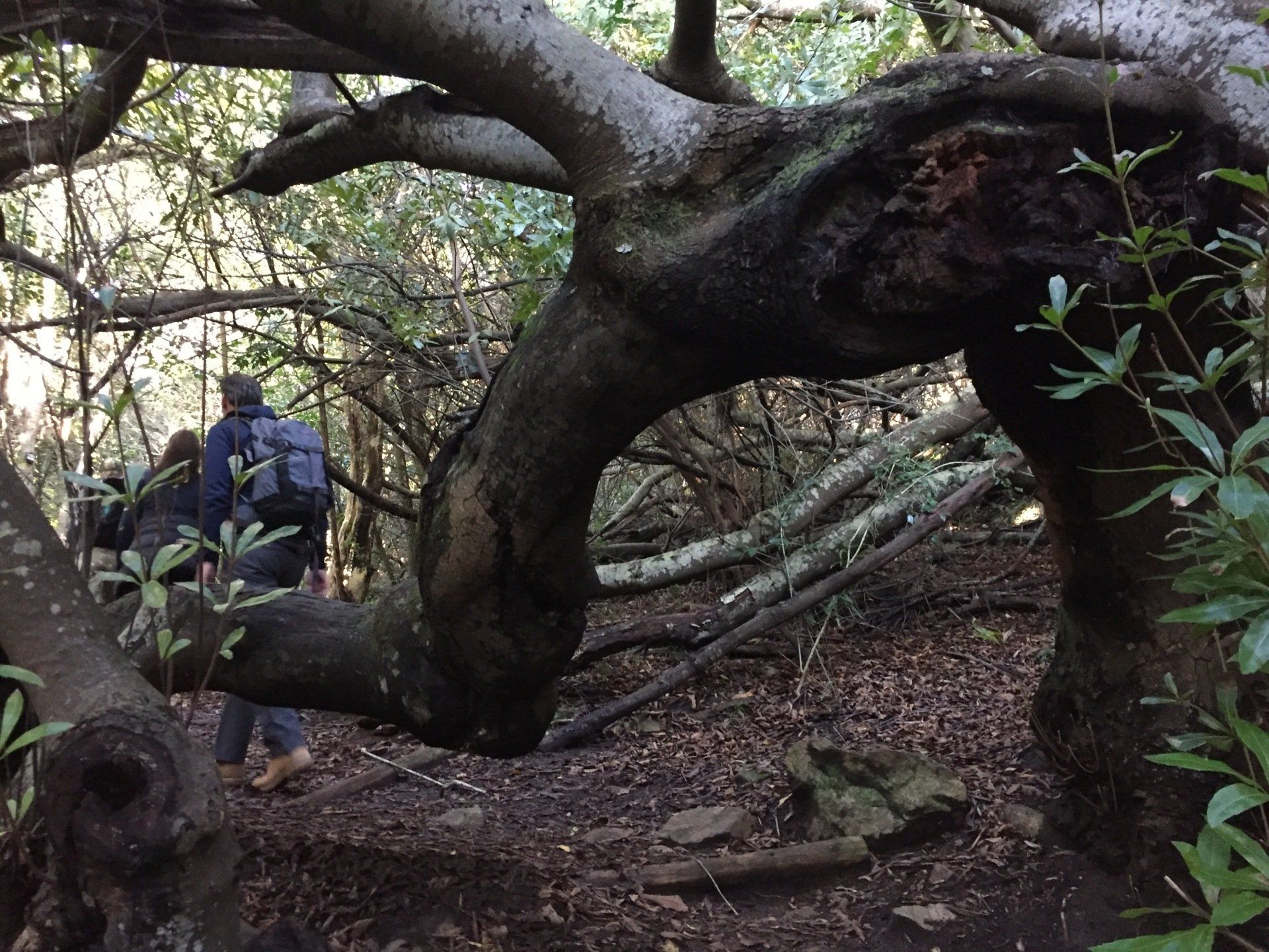 A man with a backpack is walking through a forest