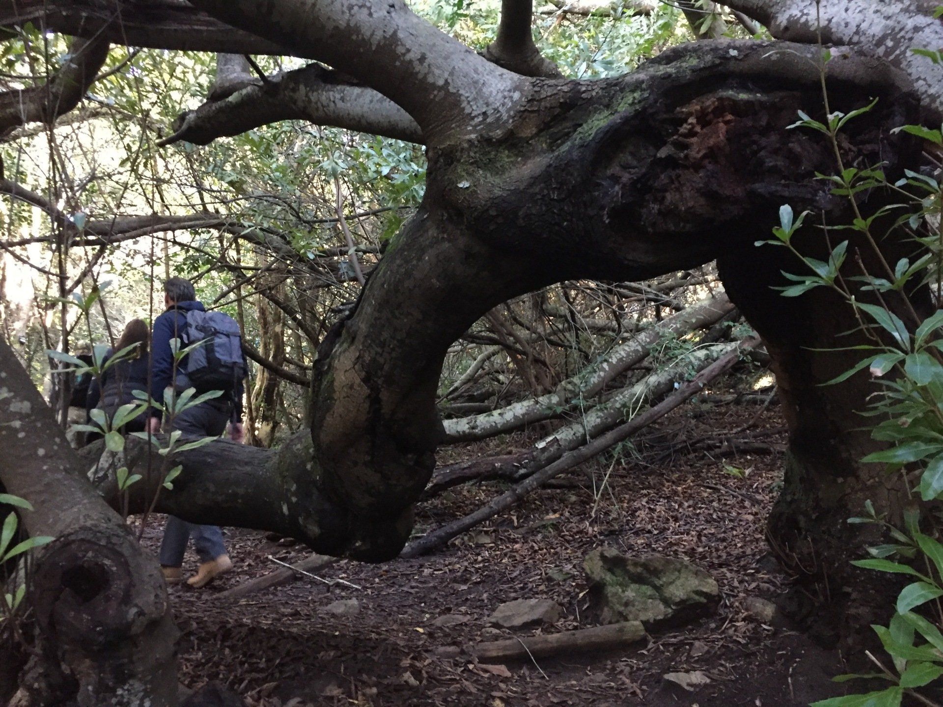 skeleton gorge hike