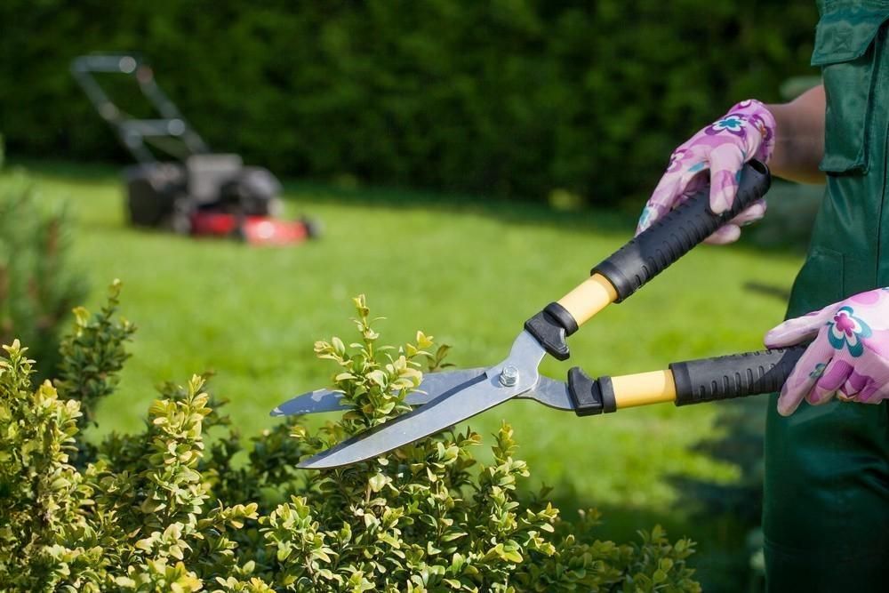 a person is cutting a bush with a pair of scissors .