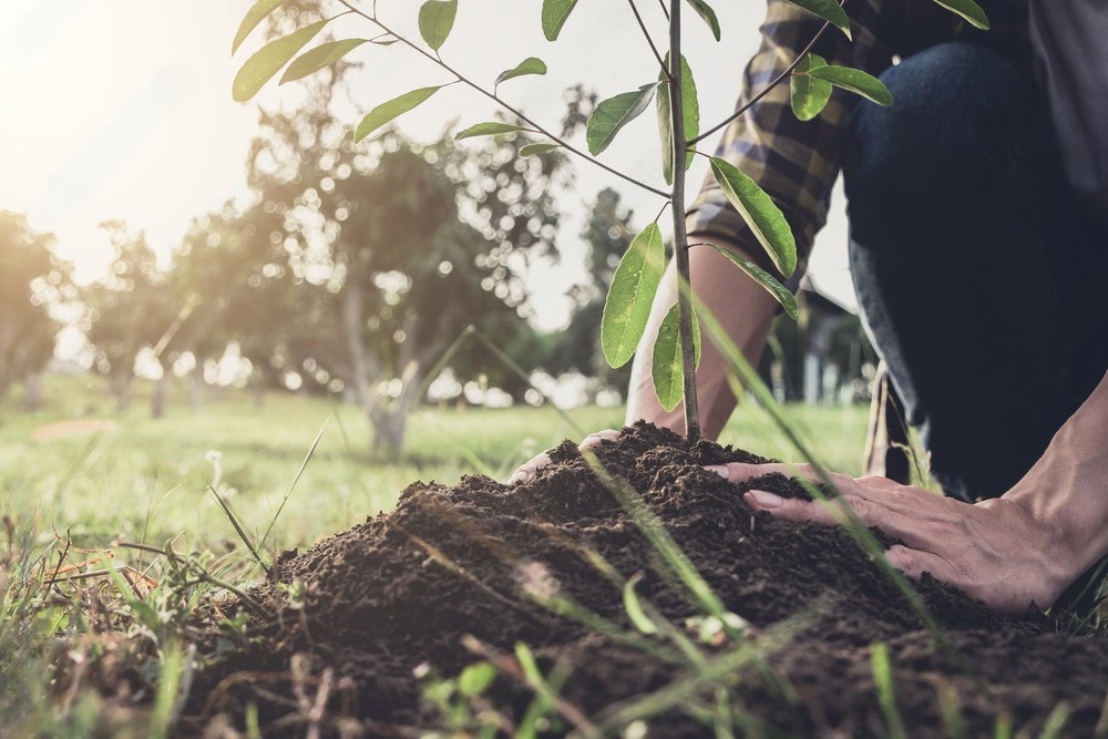 a person is kneeling down to plant a tree in the ground .