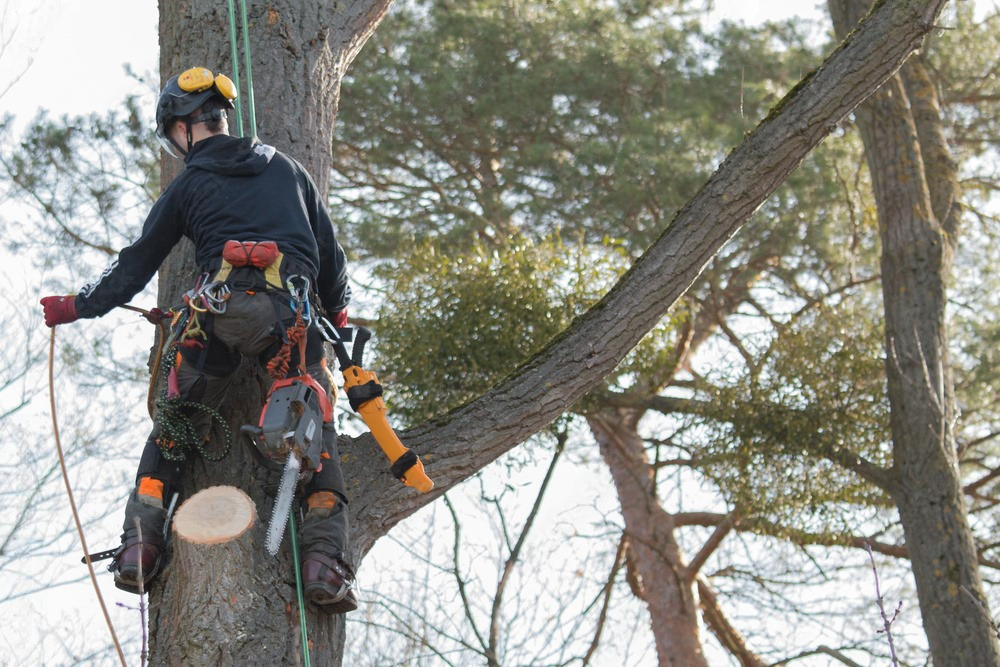 a man is climbing a tree with a chainsaw .