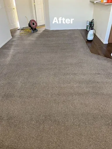 Clean, light brown carpet in a room, with visible cleaning supplies and fan. 