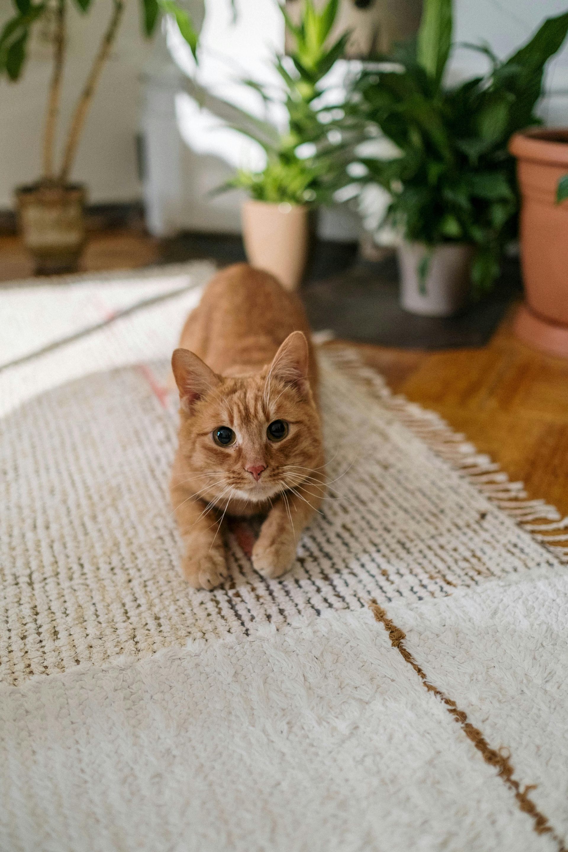 Orange cat stretched out on a white rug, looking toward the camera. Indoor setting with plants.
