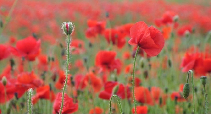 Field of poppies