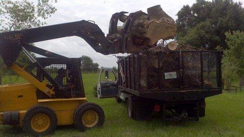 Tree Removal — Worker Cutting a Tree in Punta Gorda, FL