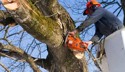 Tree Trimming — Worker Cutting Down Branches in Punta Gorda, FL