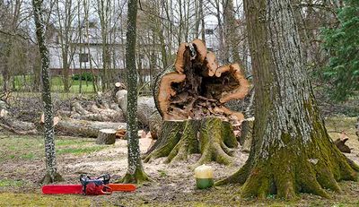 Tree Removal — Big Tree Cut Down in Punta Gorda, FL