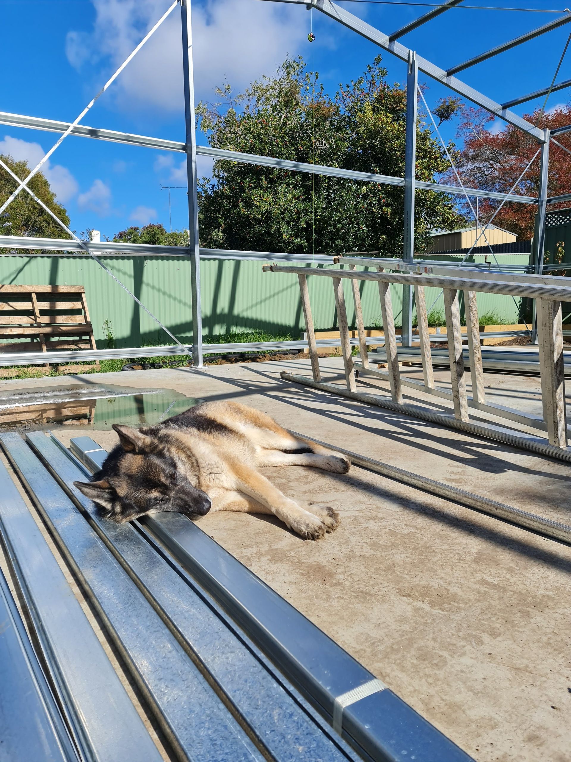 A german shepherd dog is laying on a metal beam