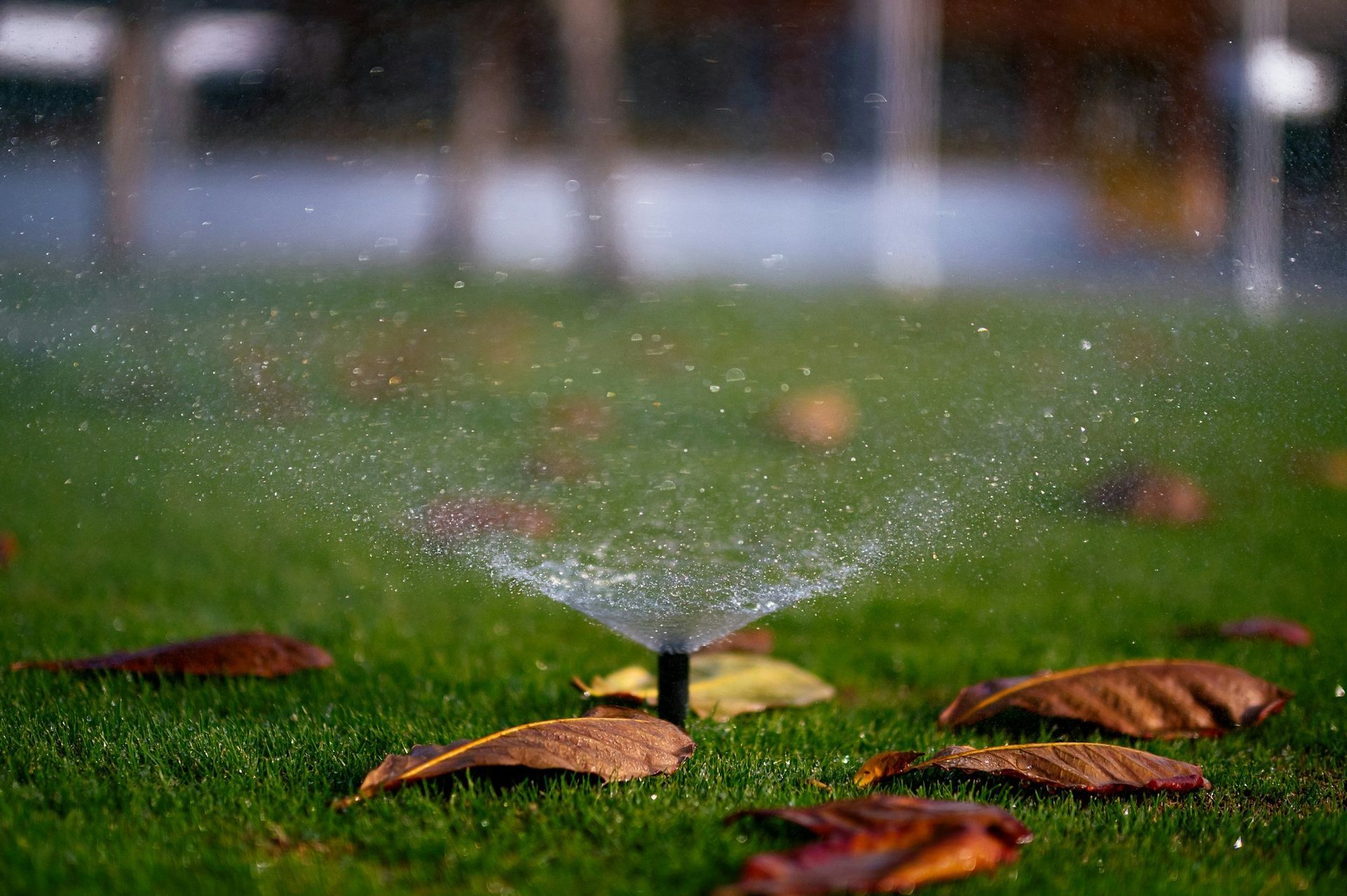 A sprinkler is spraying water on a lush green lawn.