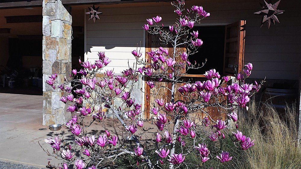 Purple flowers | Napa, CA | Van Winden Landscaping, Inc.