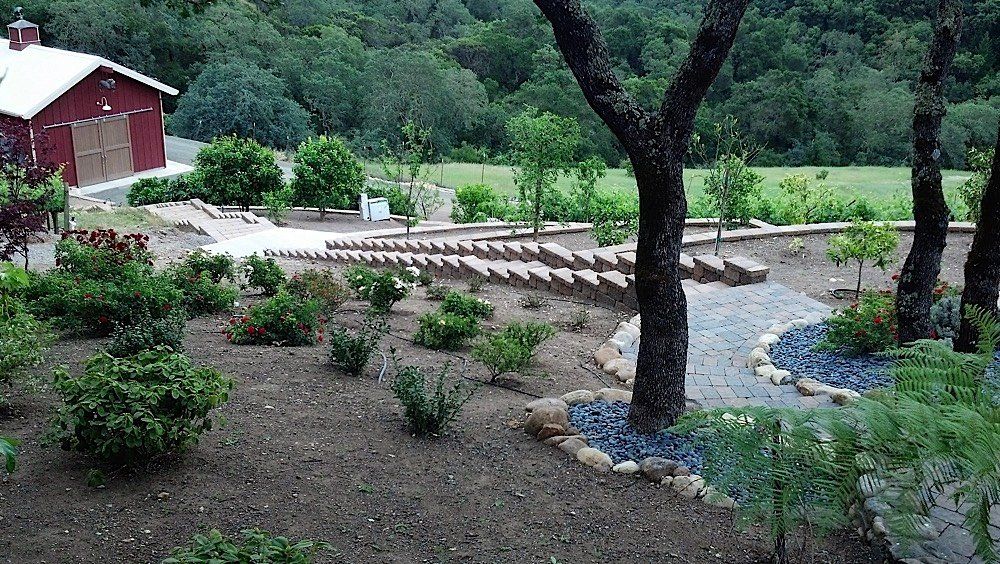 Trees and house | Napa, CA | Van Winden Landscaping, Inc.