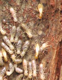 A swarm of termites