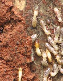 Termites before exterminators visited in Perth