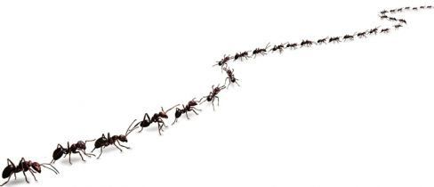 A trail of ants