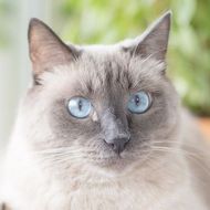 Andre Our Junior Cat Nanny