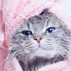 Puddy Cat