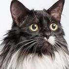 pussy cat