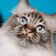 Cute Putty Cat