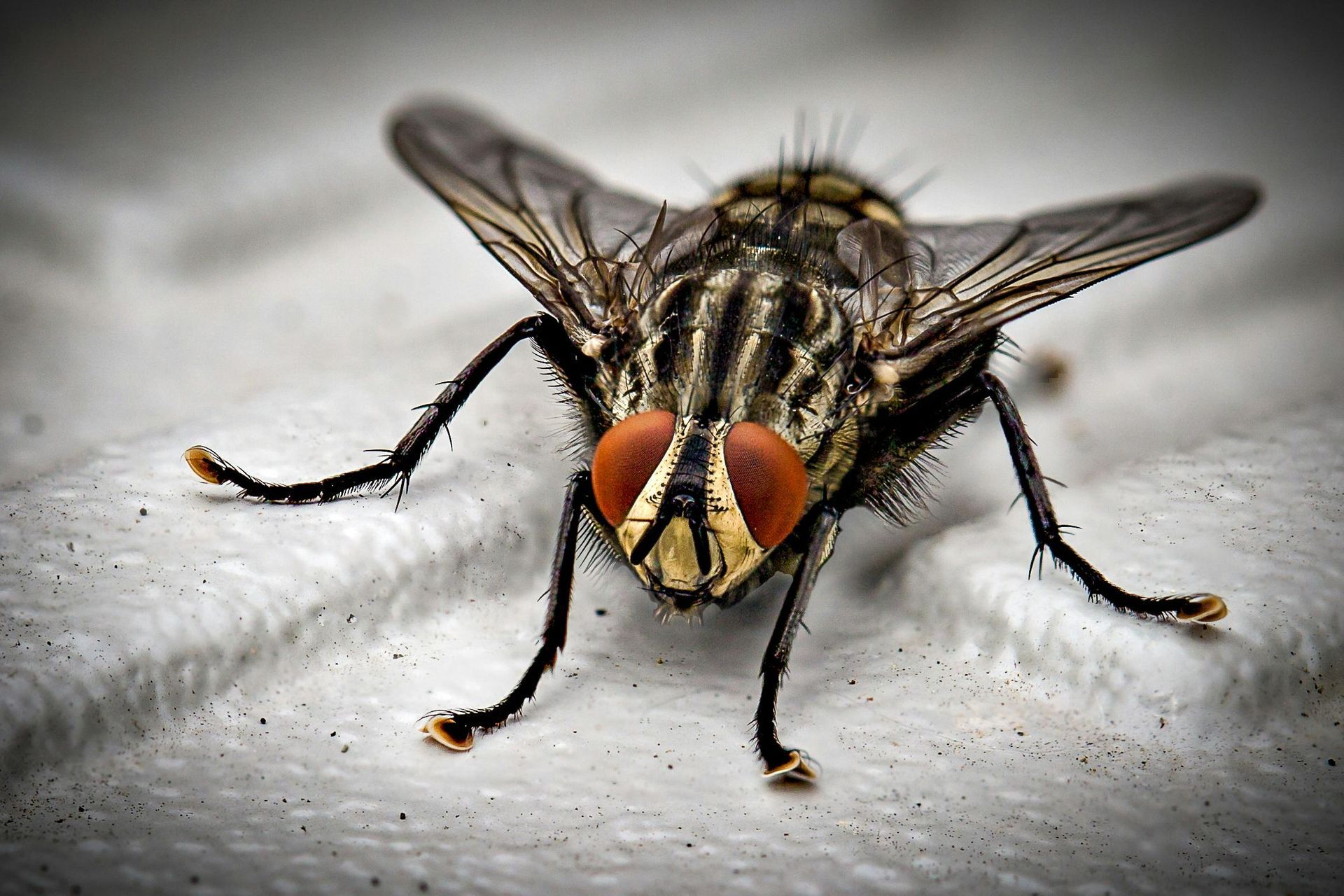 Close-up of a housefly with red eyes and striped body on a textured white surface.