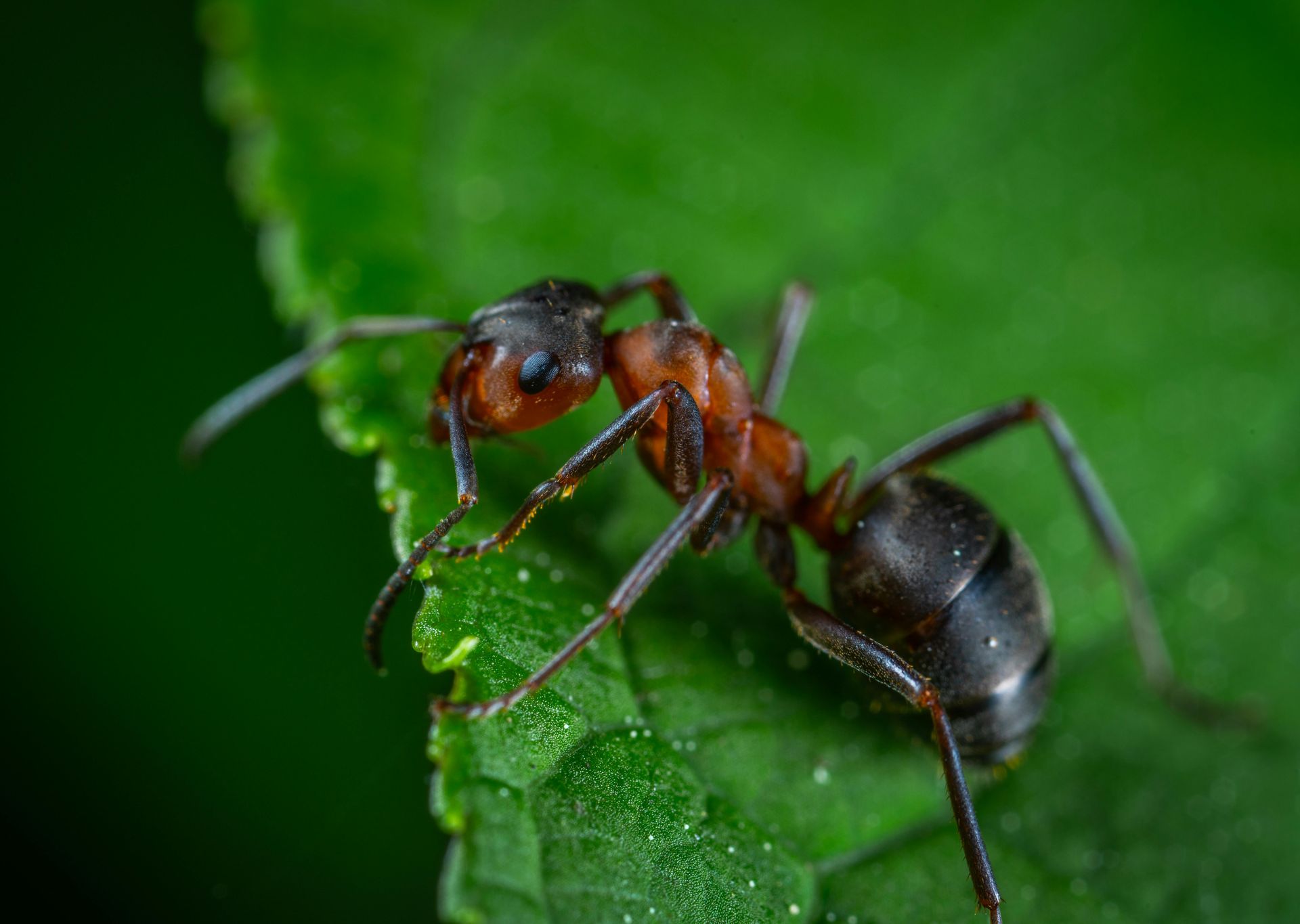 Red and black ant on a green leaf, close-up.