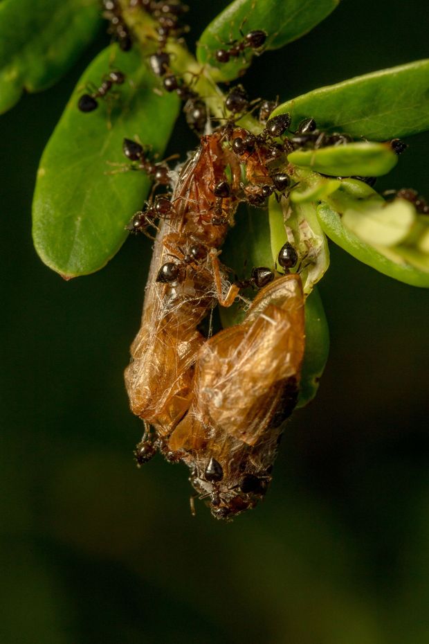 Ants feeding on a dead insect on green leaves.