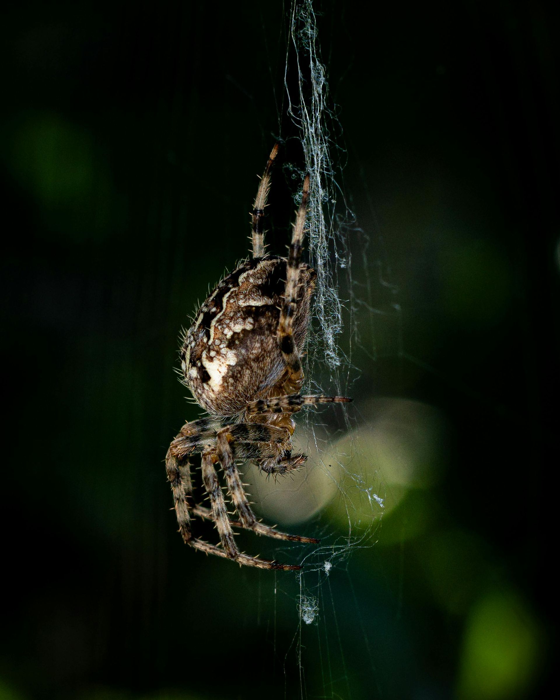 Spider on web, brown and white markings, dark background, water droplets.