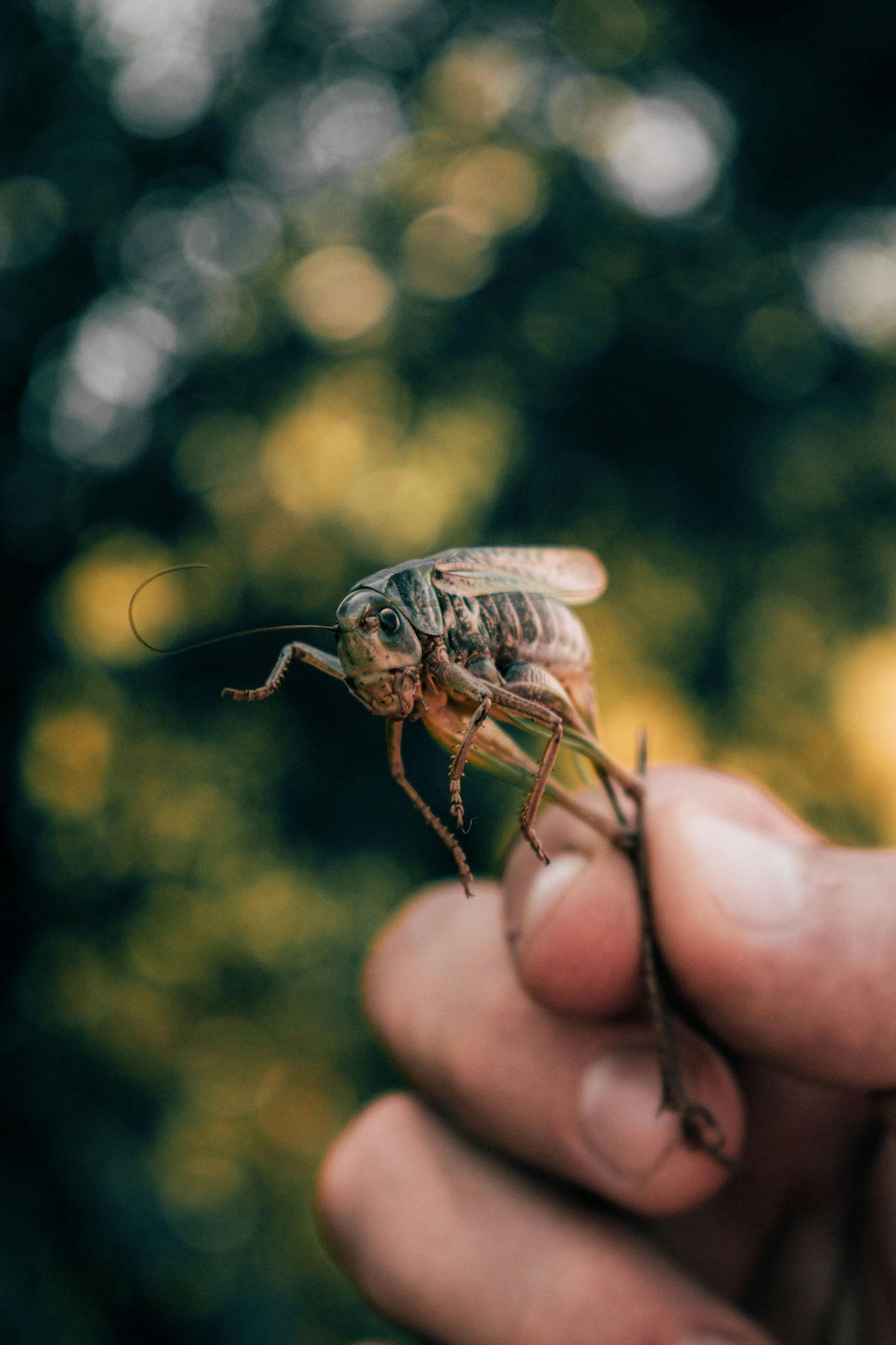 Hand holding a large, black scorpion, its stinger visible, against a blurry outdoor backdrop.