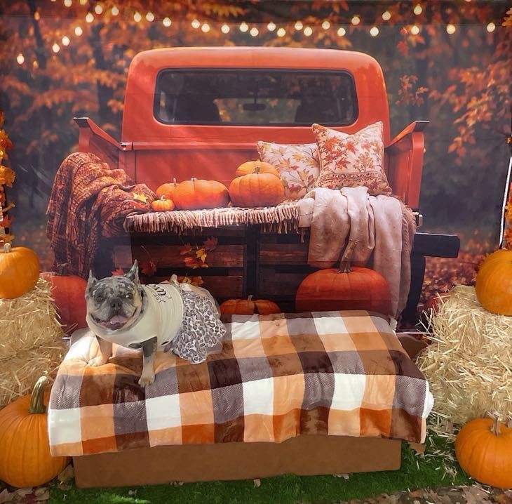 French bulldog in a fall-themed setup; sitting on a plaid blanket, in front of a vintage truck bed filled with pumpkins and blankets.