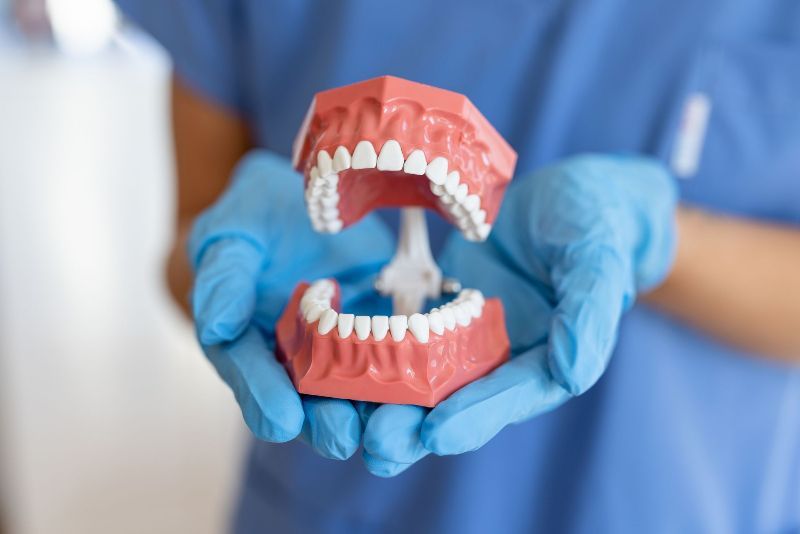A dentist is holding a model of teeth in his hands.