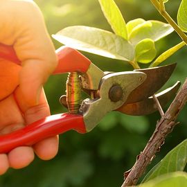 Pruning Shears — Louisville, KY — Perfect Cut Landscaping