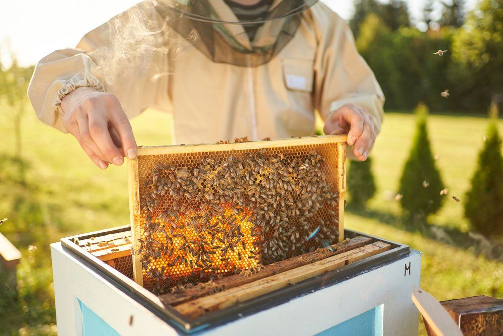 Beekeeper Removing Honeycomb From Beehive — Pet N Produce Supplies & Saddlery In Maryborough QLD