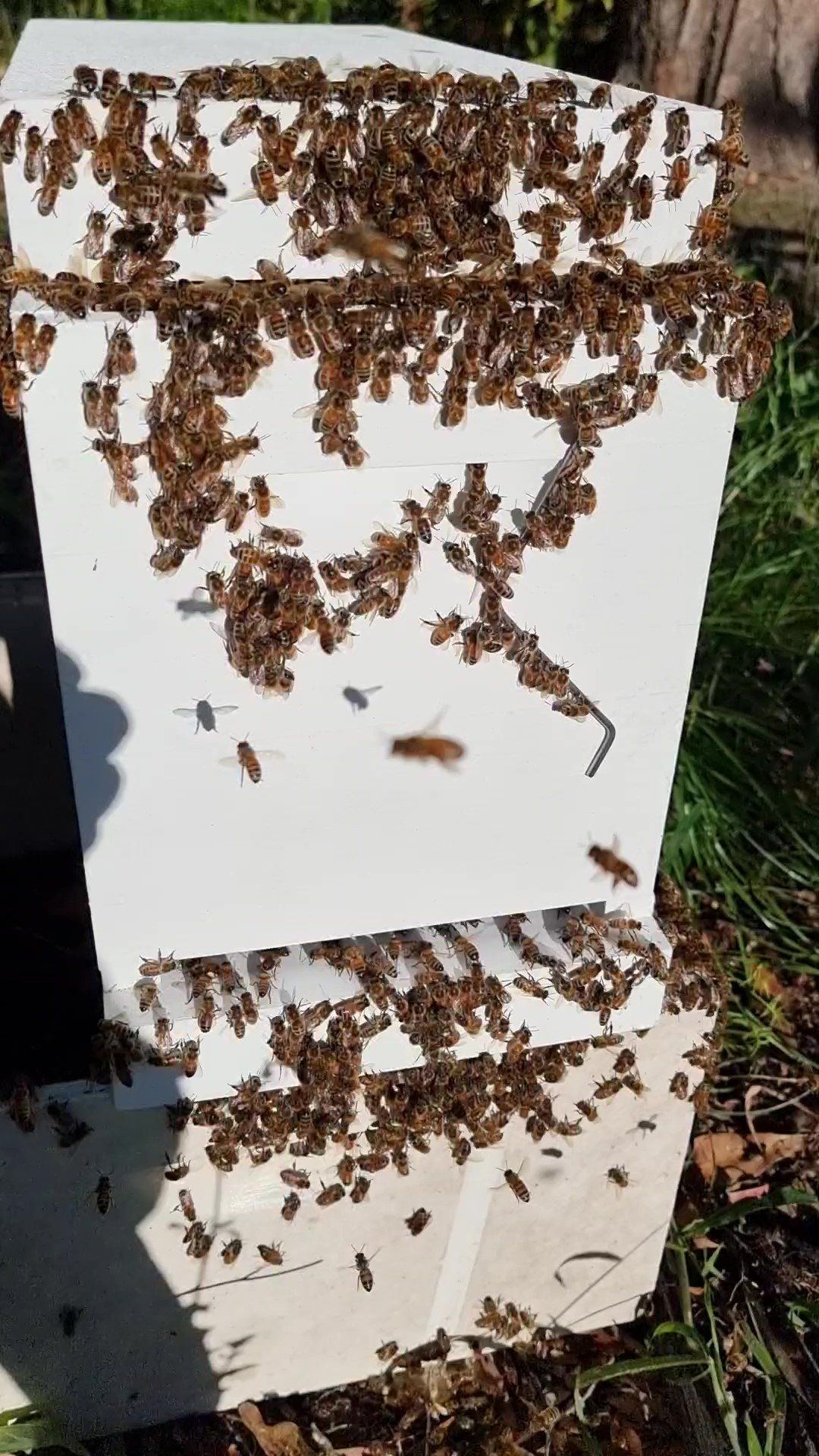 Beekeeping — Pet N Produce Supplies & Saddlery In Maryborough QLD